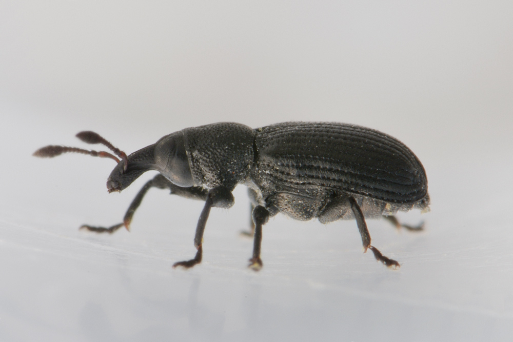 Curculionidae: Magdalis armigera